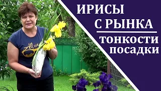 Ирисы весной  Как сажать ирисы, если вы купили их цветущими.