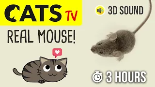 CATS TV - Catching REAL Mouse 🐭 HD - 3 HOURS (Game for cats to watch)