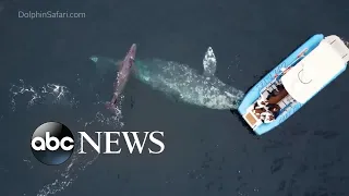 Dolphin delights boaters off California coast