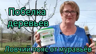 Побелка деревьев, клеим ловчий пояс от муравьёв 🐜🐜