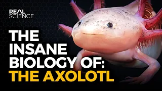 The Insane Biology of: The Axolotl