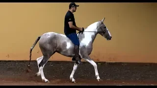 EGUA PAMPA MARCHA PICADA MANGALARGA MARCHADOR CAVALOS HELIO ROCHA