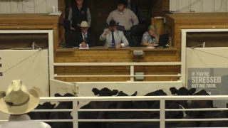 2017 KAA Livestock Auctioneer Championship