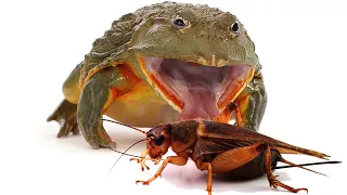 African Bullfrog vs Camel Cricket -The cricket disappeared - [ WARNING LIVE FEEDING ]