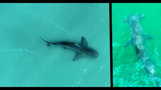 Finding Bull Sharks in Waist Deep Water in Florida & Sharks Surfing the Waves