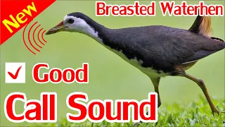 Breasted Water Hen Hunting Call, How to catch breasted water hen by speaker sound.