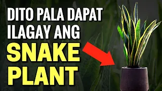 Dito mo pala DAPAT ILAGAY ang SNAKE PLANT para PATULOY mong MAAKIT ang SWERTE sa BUONG TAON!