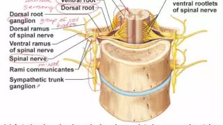 Chapter 13 Lecture D - Spinal Nerves