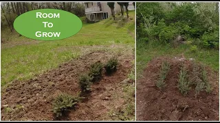 Christmas Tree Transplant Bed Makeover: Creating Room to Grow