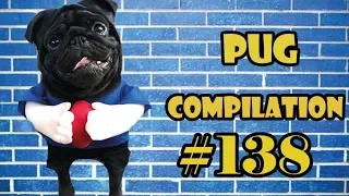 Funny Dogs but only Pug Videos | Pug Compilation 139 - InstaPug