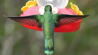 Amazing Hummingbirds in Highland Cloud Forest, Costa Rica