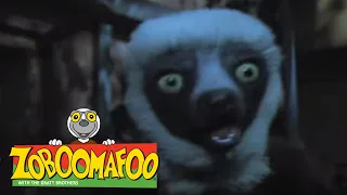 Fun Animals Show For Kids | Zoboomafoo 109 - Night time (Full Episode) |