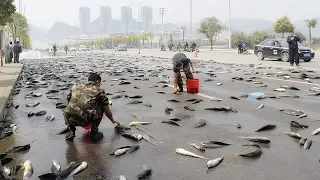 ДОЖДЬ ИЗ РЫБ. САМЫЕ НЕВЕРОЯТНЫЕ ОСАДКИ НА ПЛАНЕТЕ