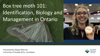 Box tree moth 101: Identification, Biology and Management in Ontario