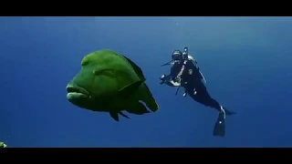 Red sea Aggressor I Diving