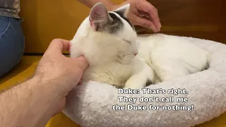 Tour of The Meow Parlour in New York City (Best Cat Cafe In New York City)