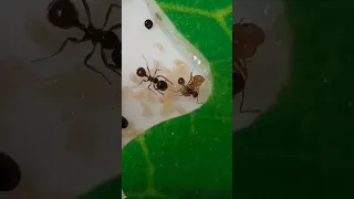 MESSOR STRUCTOR ANTS - Home Ants Farm