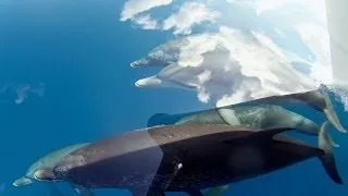 GoPro: Cloudy With A Chance Of Dolphins