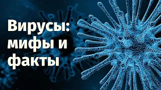 Вирусы: развеиваем мифы и рассказываем факты