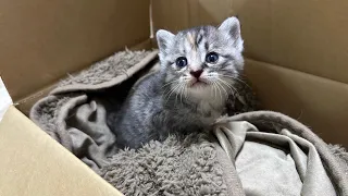 2日間ひとりで鳴き続けていた子猫を保護【かぐ告兄妹日記#1】Protected a kitten that had been meowing for two days.