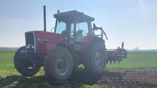 Oporowe talerzowanie pod kukurydze💪🌽 Massey w akcji💪🚜