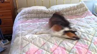 Sheltie post-bath madness