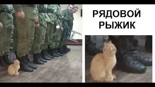 Лютые приколы. Кот в АРМИИ