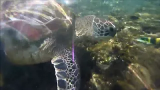 Schildkröte beim Essen/sea-turtle having lunch/tortue carouanne déjeune Philippinen Philippines