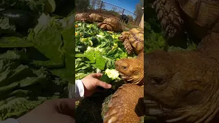 Giant tortoise dinner 🥗🐢