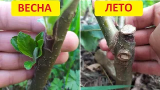 Летняя прививка яблони (окулировка) - результат прививки через год