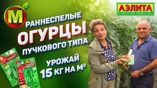 Раннеспелые Огурцы с Урожаем 15 кг/м2. Огурцы Пучкового Типа Плодоношения.