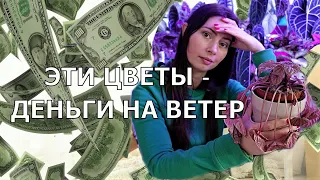 ТОП 10 самых капризных комнатных растений - Берегись напрасных трат!