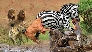 Zebra Alone Bravely Confronts The Hungry Lions And Giant Python