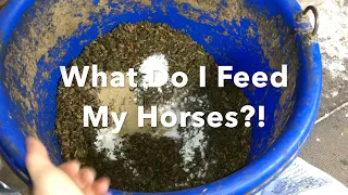 What Do I Feed My Horses?! |Updated 2020 + Another Horse!