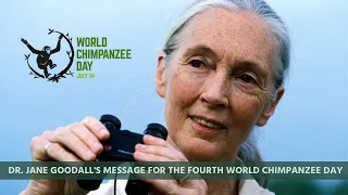 Dr. Jane Goodall's Message for the Fourth World Chimpanzee Day