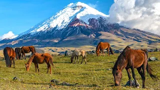 Pambasinchi Vlog: Training Green Horses in Ecuador