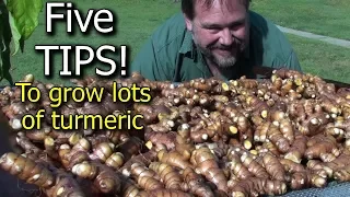 5 Tips How to Grow a Ton of Turmeric in Just 3 Square Feet Garden Bed