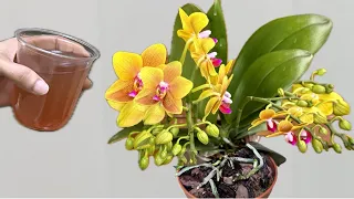 Only pour once! Orchids grow and bloom easily all year round