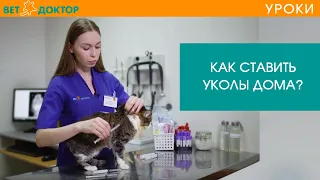 Как правильно сделать укол кошке или коту в бедро или холку. Подкожная инъекция в домашних условиях