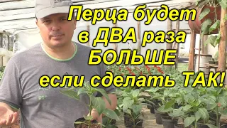 Перца будет БОЛЬШЕ в ДВА раза, если сделать так и сейчас! (проверено)