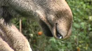 Drunken Elk  Moose caught in apple tree