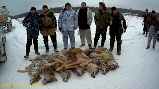 Костромская обл. Галичский р-он. д Ладыгино. Охота на волков.