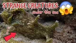 The Weirdest Creatures Under the Sea