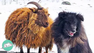 Rejected Sheep Were Brought Into A Dog Pack. Now They Are Inseparable | Cuddle Buddies