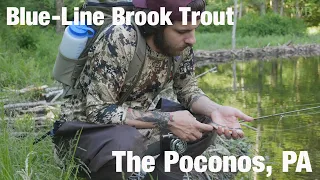 Blue-Line Brook Trout, The Poconos, PA - Wooly Bugged