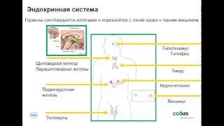 Диагностика эндокринных заболеваний   тесты