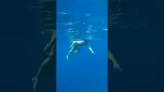 What is this? SHARK 🦈 in Egypt
