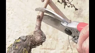 COMMENT TAILLER LA VIGNE EN CORDON (CHASSELAS)