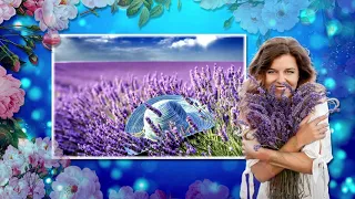 Сиреневое настроение#релакс#Лавандовые поля#Новинка#Gentle relaxation.Lavender fields.