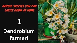 Dendrobium orchid care #orchid #dendrobium #orchidcare